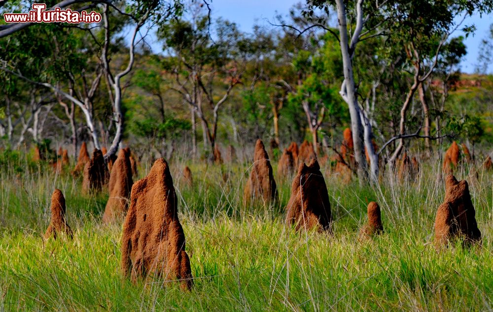 Immagine Termitai all'interno del  Litchfield National Park,  in Australia