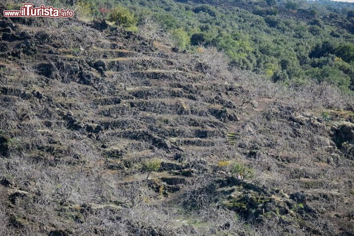 Immagine Terrazzamenti delle coltivazioni dei pistacchi a Bronte, in Sicilia