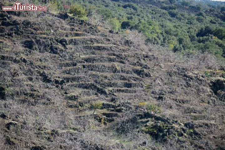 Immagine Terrazzamenti delle coltivazioni dei pistacchi a Bronte, in Sicilia