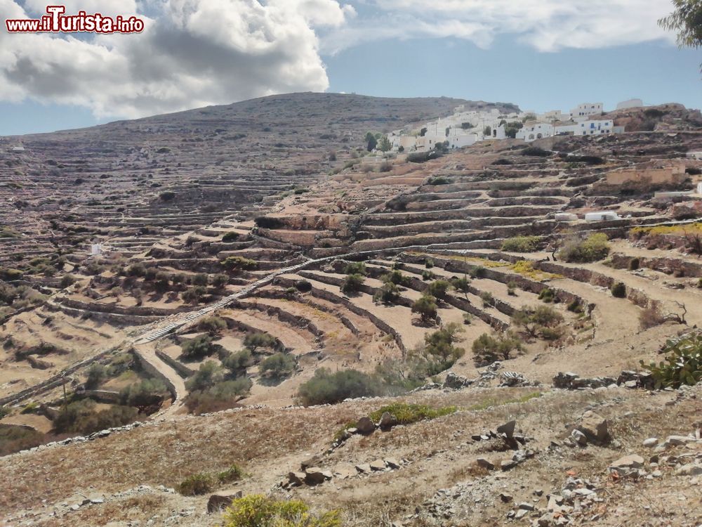Immagine Terrazze a gradini sull'isola di Sikinos, Grecia. Un tempo coltivati in modo molto massiccio rispetto ad oggi, questi terreni rimangono comunque fertili.