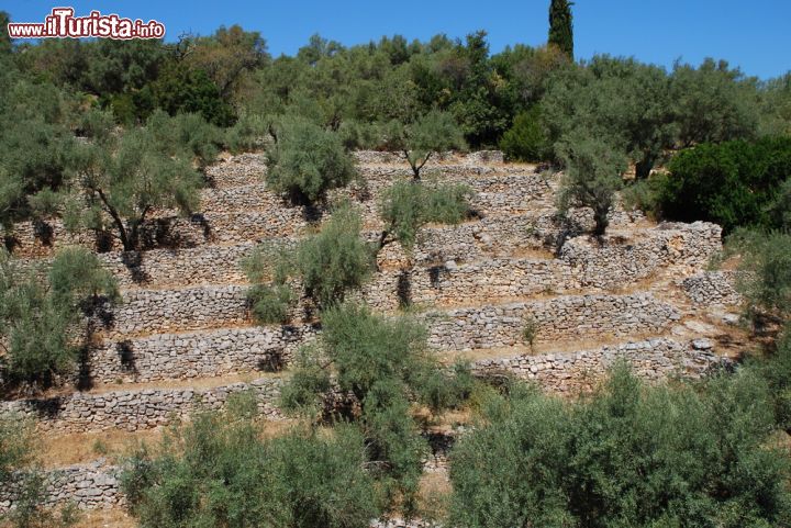 Immagine Terrazze coltivate a ulivi sull'isola di Meganissi, Grecia - Un paesaggio con coltivazioni di ulivi sull'isola greca di Meganissi © David Fowler / Shutterstock.com