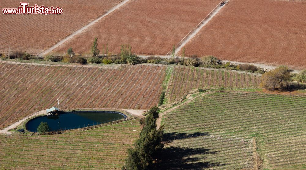 Immagine Terreni agricoli prima del raccolto autunnale nelle campagne di Pisco Elqui, Cile.