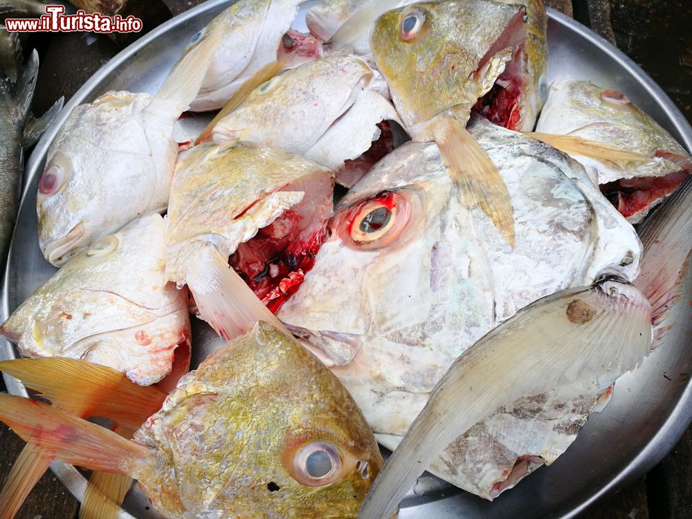 Immagine Teste di pesce in una bancarella del mercato a Mergui, sud del Myanmar.