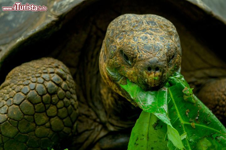 Immagine Scoperte casualmente dal navigatore Tomás de Berlanga, arrivato fin qui alla deriva per essere rimasto bloccato da una bonaccia, le isole Galapagos sopresero i marinai per la presenza di enormi tartarughe marine. Gli esemplari di Chelonoidis nigra, così il nome scientifico della tartaruga gigante delle Galapagos, possono raggiungere il peso di 250 kg e si stima possano vivere fino a 200 anni di età  - © Fotos593 / Shutterstock.com