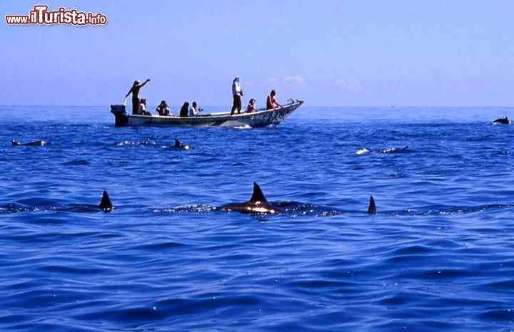 Immagine Tour alla ricerca dei delfini al largo dell'isola di Socotra, Yemen. E' una delle principali attrazioni turistiche di quest'isola situata circa 350 km a sud della Repubblica dello Yemen.