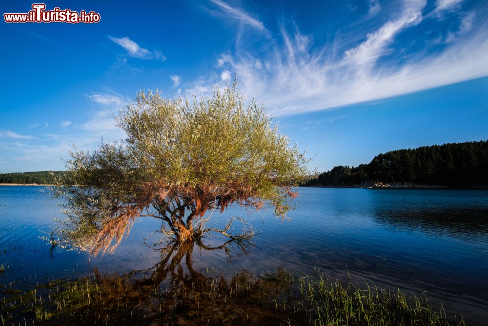 Immagine Tra i laghi più belli della Calabria troviamo quello di Cecita, sulla Sila