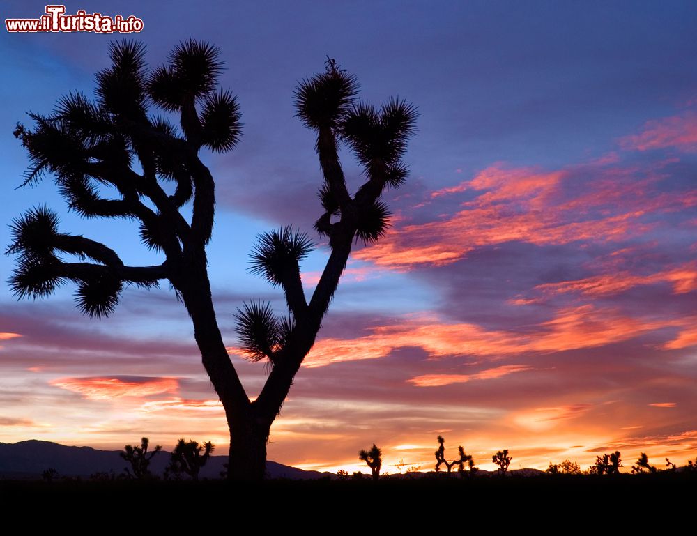 Immagine tramonto nella regione di Victorville e uno spettacolare Joshua Tree della California