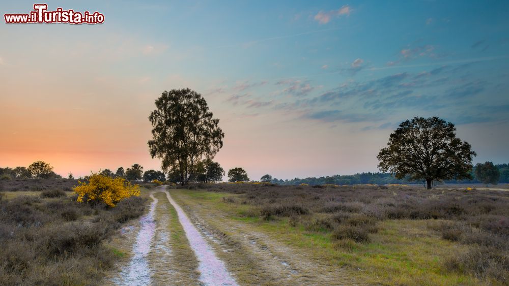 Immagine Tramonto su Hoorneboegse Heide a Utrechtse Heuvelrug vicino a Hilversum, Olanda - © Rudmer Zwerver / Shutterstock.com