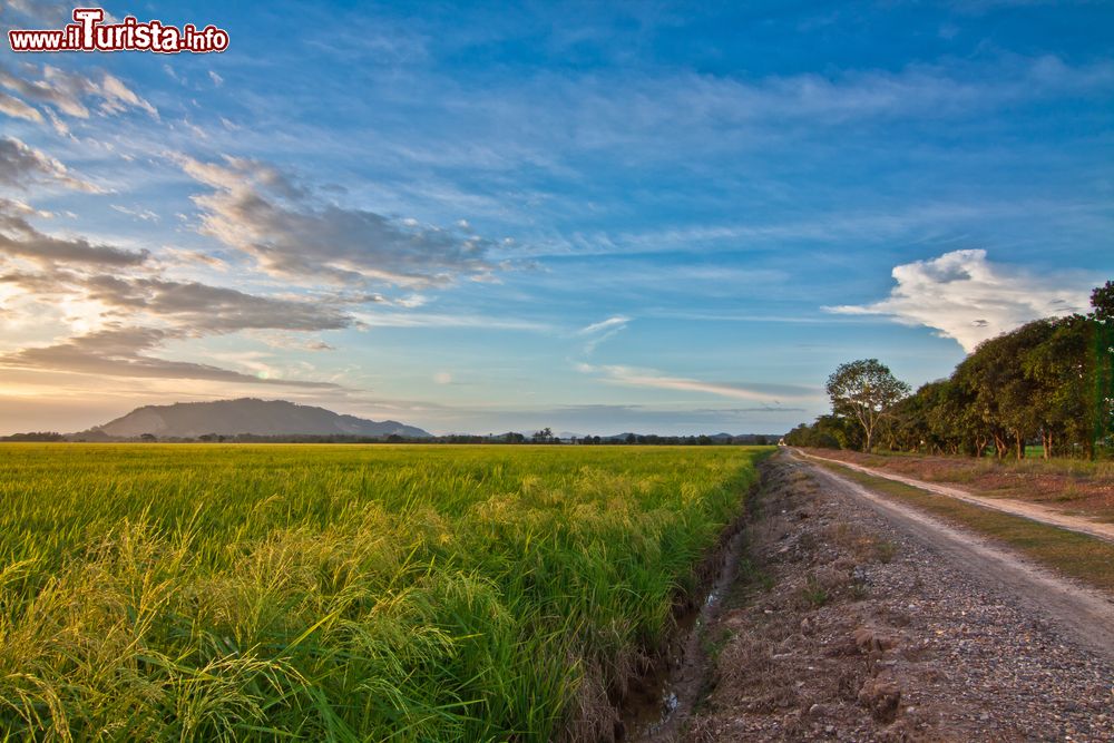 Immagine Tramonto sui campi di riso di Kampung Padang Jitra nello stato del Kedah in Malesia