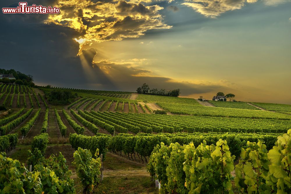 Immagine Tramonto sulle distese di vitigni nella cittadina di Bergerac, Dordogna (Francia). Su una superficie di oltre 12 mila ettari, questo territorio produce eccellenti vini bianchi secchi, amabili o liquorosi, rossi e rosati.