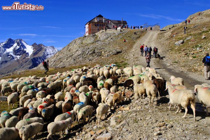 Immagine Transumanza in Val Senales, Trentino Alto Adige. Da millenni ogni anno, verso la metà di Giugno, le pecore attraversano il valico alpino per spostarsi dalle località di Senales e Sonnenberg di Silandro per raggiungere i pascoli estivi dietro la Otztal (Austria). Si tratta di un vero e proprio spettacolo offerto dalla natura, difficile da dimenticare, con il quale 4000 capi fra pecore e capre vengono accolti con grandi festteggiamenti - © Matteo Festi / Shutterstock.com