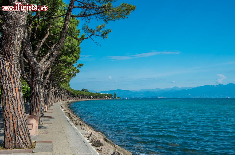 Immagine Un tratto di costa del Lago di Garda su cui si affacciano alberi di pino a Peschiera del Garda, Veneto.