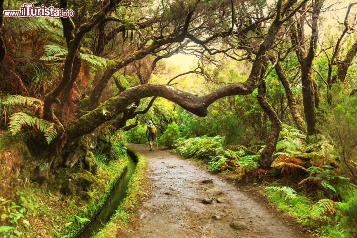 Immagine Trekking, specialità dell'isola di Madeira (Portogallo) - Tra le diverse escursioni che si possono effettuare in questa zona portoghese, il trekking rimane l'attività preferita. Questo perché non solo esiste la condizione geografica favorevole ma anche perché questa è impreziosita da una natura strabiliante. Come si vede dall'immagine, durante le pedalate in bicicletta si possono anche osservare gli alberi così particolari da sembrare spettatori, il tutto condito dai profumi di una natura potente e rigogliosa - © Galyna Andrushko / Shutterstock.com