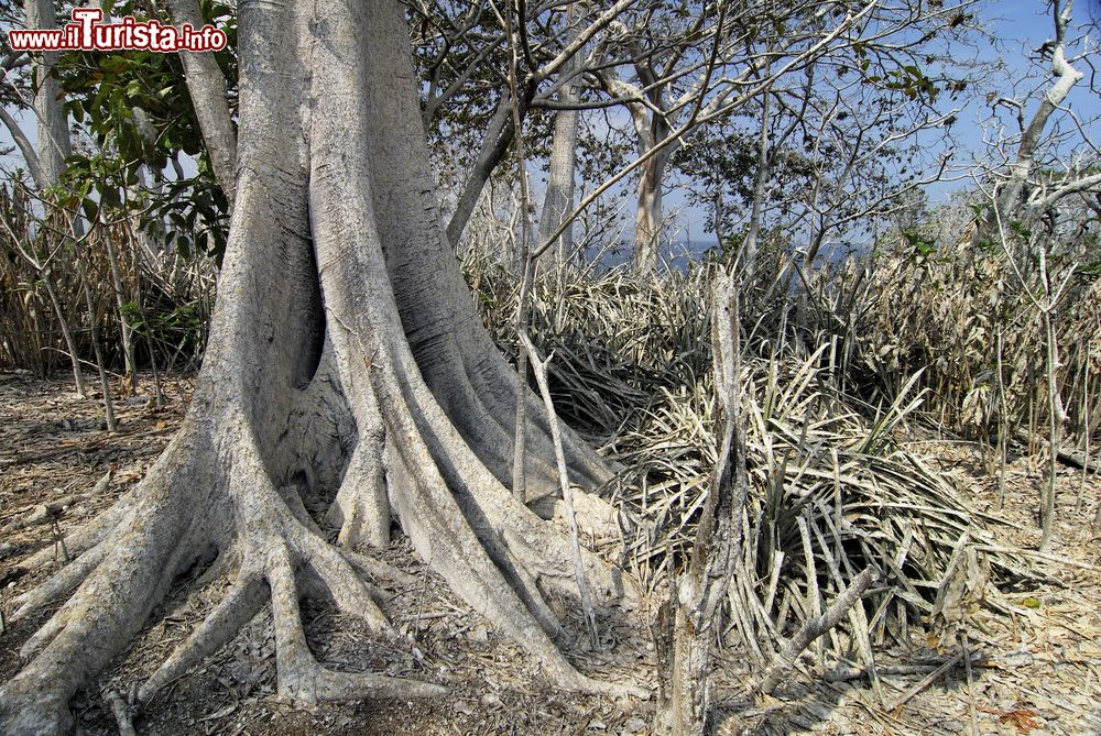 Immagine Un tronco d'albero con grandi radici contorte sull'isola Mogo Mogo, Las Perlas, Panama. Qui la natura è protagonista assoluta di ogni scorcio panoramico.