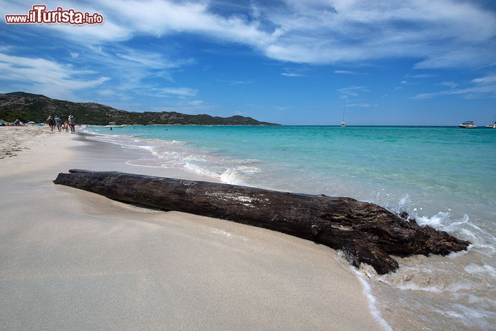 Immagine Un tronco sulla Spiaggia Saleccia nel Desert des Agriates, Corsica - situata a nord del famoso Desert des Agriates, la splendida Spiaggia Saleccia, o Selvaggia, è conosciuta come una delle più belle spiagge della Corsica. Questa splendida porzione di costa fa davvero onore al proprio nome in quanto è immersa nella natura selvaggia e incontaminata ed è piuttosto difficile da raggiungere se non via mare. Nonostante le strade tortuose e i lunghi percorsi da fare a piedi per raggiungerla, Spiaggia Saleccia rimane una delle mete preferite della zona dai turisti, grazie alla sua acqua cristallina, alla finissima sabbia bianca e alla rigogliosa natura che la precede. 