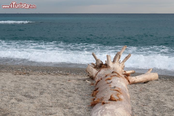 Immagine Tronco sulla spiaggia di Loano in inverno - © sergioboccardo / Shutterstock.com