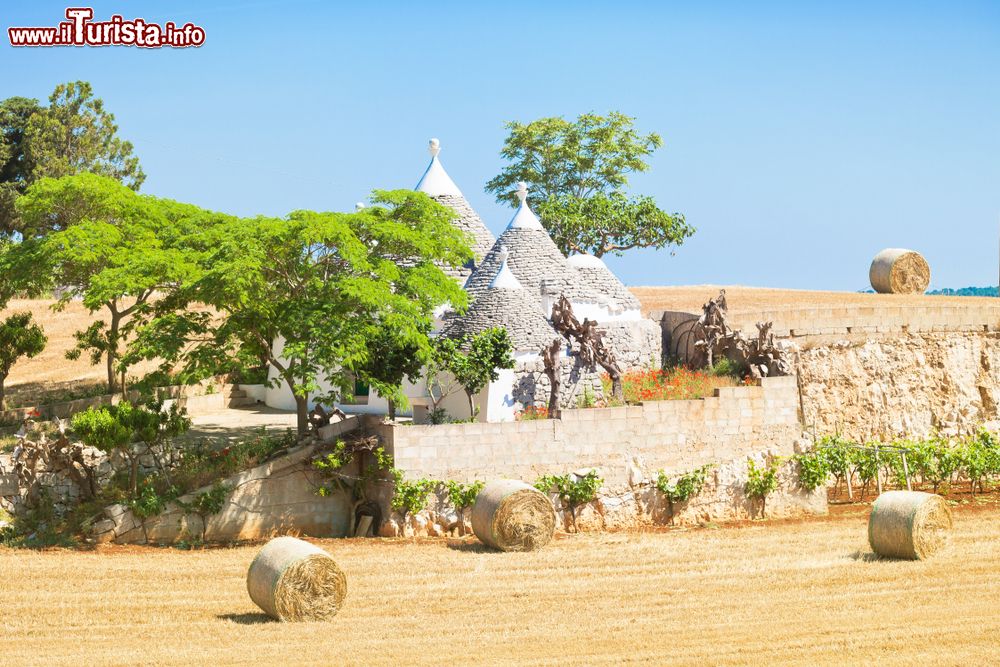 Immagine Trulli nel campagne assolate di Martina Franca in Puglia, Murge tarantine