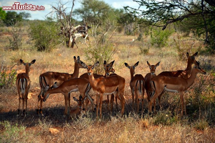 Immagine Tsavo East, Kenya: un gruppo di impala femmine si gode un po' d'ombra sotto un albero della savana nel Parco Nazionale dello Tsavo Est.