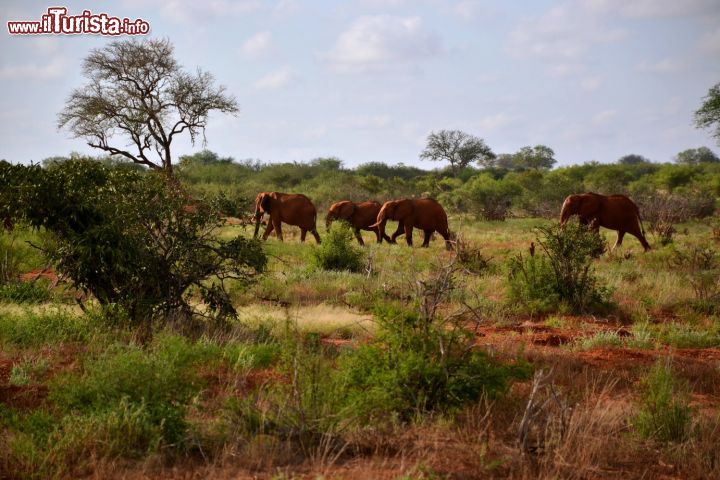 Immagine Un branco di elefanti rossi si sposta nella savana dello Tsavo East National Park, in Kenya. Dopo anni in cui questa specie era minacciata dai bracconieri, oggi la situazione è notevolmente miglorata e gli elefanti vivono tranquilli e protetti dai guardiani e dalle leggi locali.