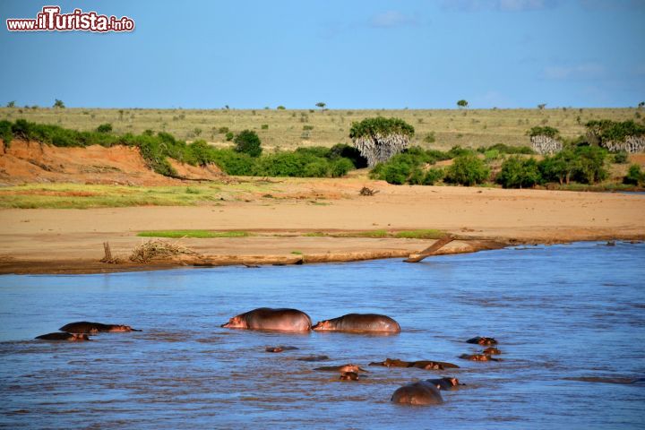 Immagine Ippopotami: questi grandi mammiferi passano buona parte della giornata a bagno nelle acque del Galana River. Siamo nel Parco Nazionale dello Tsavo Est, Kenya.