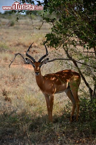 Immagine Un impala maschio ci osserva sospettoso. A pochi metri un gruppo di femmine con i cuccioli brucava l'erba dello Tsavo National Park (kenya).