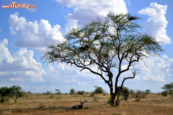 Immagine Una delle immagini più classiche del safari è quella degli animali che si riposano all'ombra dei (pochi) alberi della savana. Siamo nello Tsavo East National Park, in Kenya.