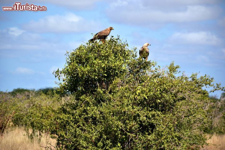 Immagine Due aquile scrutano la savana dello Tsavo National Park (Kenya) alla ricerca di qualcosa da mangiare. La nostra presenza le ha fatte desistere per qualche momento dal gettarsi su una carcassa di un animale poco distante.