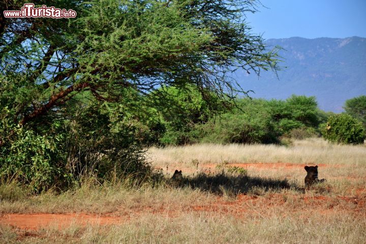 Immagine Tsavo National Park, Kenya: due leonesse si riposano all'ombra di un albero. Di solito, raccontano le guide, un safari si può definire "ben riuscito" solo se si riesce ad avvistare un leone (o leonessa), altrimenti i turisti rimangono delusi.