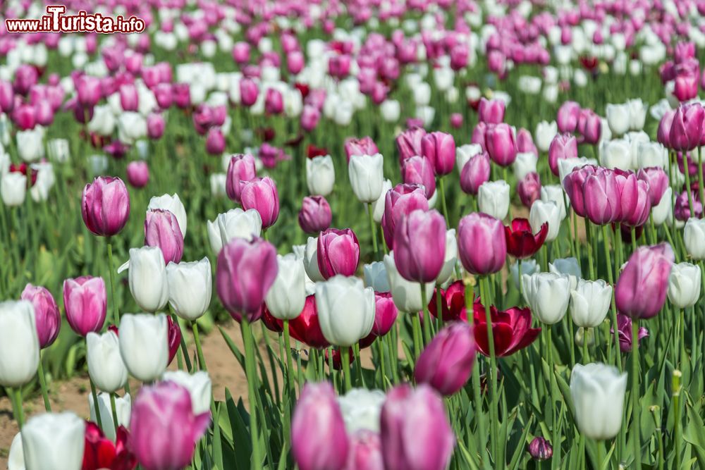 Tulipani italiani Arese