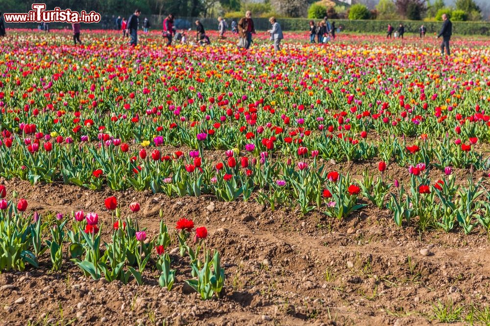 Immagine Turisti nel campo di tulipani di Cornaredo, alle porte di Milano in Lombardia