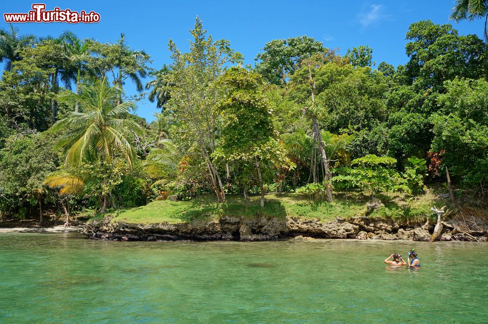 Immagine Due turisti praticano snorkeling nel mare cercando pesci tropicali vicino alle riva fitta di vegetazione, Bocas del Toro, Panama.