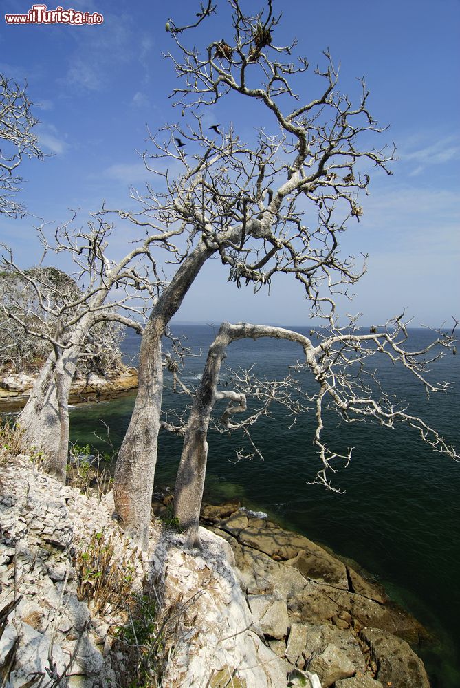 Immagine Uccelli marini nidificano nell'area dell'isola Mogo Mogo, Las Perlas, Panama. Uno degli incantevoli scenari offerti da questa piccola isola dell'arcipelago panamense.