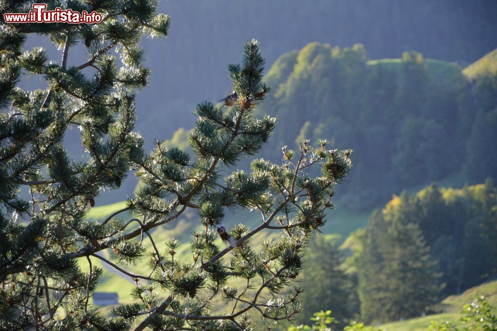 Immagine Uccellini sul ramo di un albero nei pressi di Stoos, Svizzera, Canton Svitto.