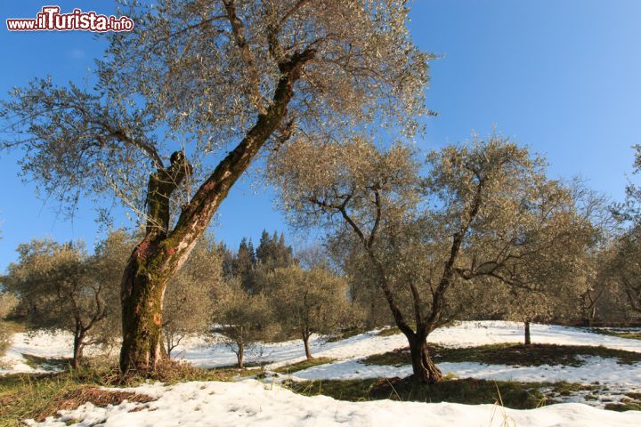 Immagine Uliveti a Monte Isola, Lago d'Iseo. Dagli ulivi di Monte Isola si ricava un pregiato olio  extravergine d'oliva Dop utilizzato per le sue proprietà organolettiche e per le sue virtù anche come medicinale - © Zocchi Roberto / Shutterstock.com