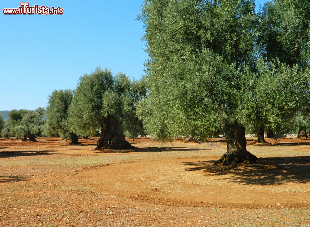 Immagine Uliveti secolari nelle campagne di Cisternino in Puglia