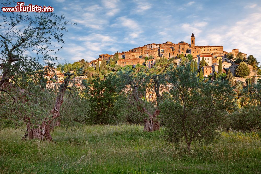 Immagine Uliveto nelle campagne della Maremma: sullo sfondo il borgo di Seggiano