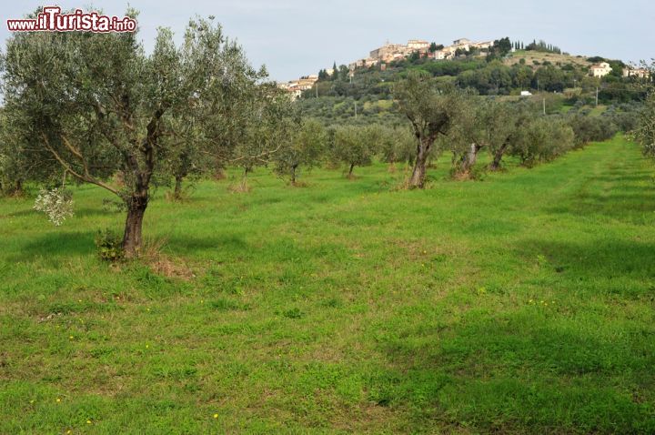 Immagine Ulivi nelle campagne di Rosignano Marittimo, comune di 32.000 abitanti in provincia di Livorno, sulla costa della Toscana.