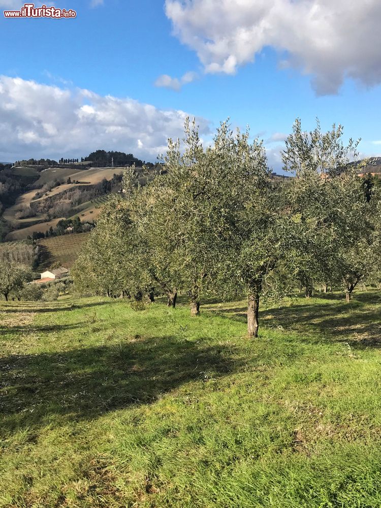 Immagine Ulivi nelle campagne di Cartoceto, celebre per il suo olio Dop