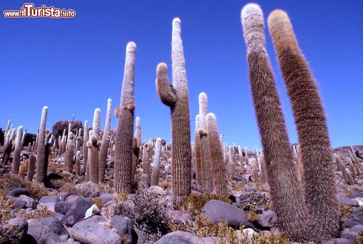 Immagine Un cactus tra i paesaggi desertici della Bolivia - Foto di Giulio Badini i Viaggi di Maurizio Levi 