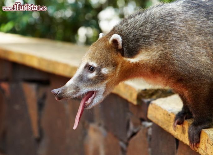 Immagine Un Coati affamato cerca di commuovere i visitatori del parco nazionale di Iguazu, che si trova tra Argentina e Brasile - © Pichugin Dmitry / Shutterstock.com