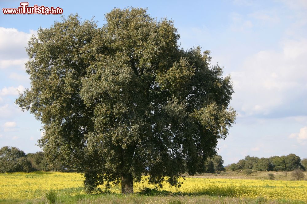 Immagine Un albero dalla grande chioma in un campo di fiori gialli a Miranda do Douro, Portogallo.