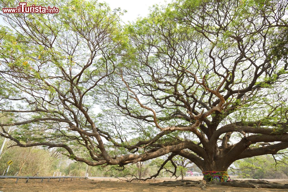 Immagine Un albero della pioggia, "Samanea saman", nella regione del Kanchanaburi, Thailandia.