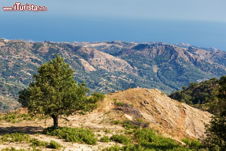 Immagine Un albero di Castagno sulle montagne intorno a Savelli, provincia di Crotone, Calabria. La località è famosa per la sua Sagra delle Castagne che si tiene ogni anno in autunno