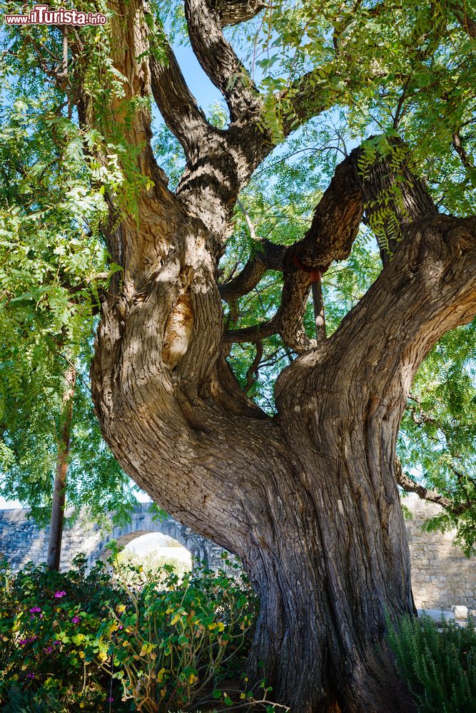 Immagine Un albero di palissandro a Kolossi a Cipro