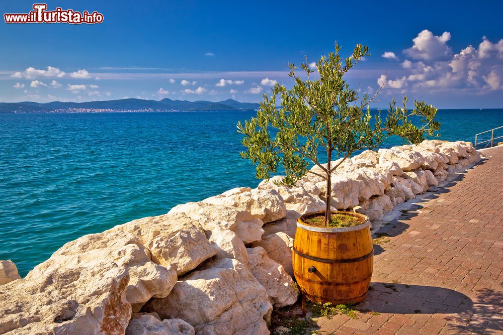 Immagine Un albero di ulivo interrato in una botte sul lungomare di Bibinje, Croazia.
