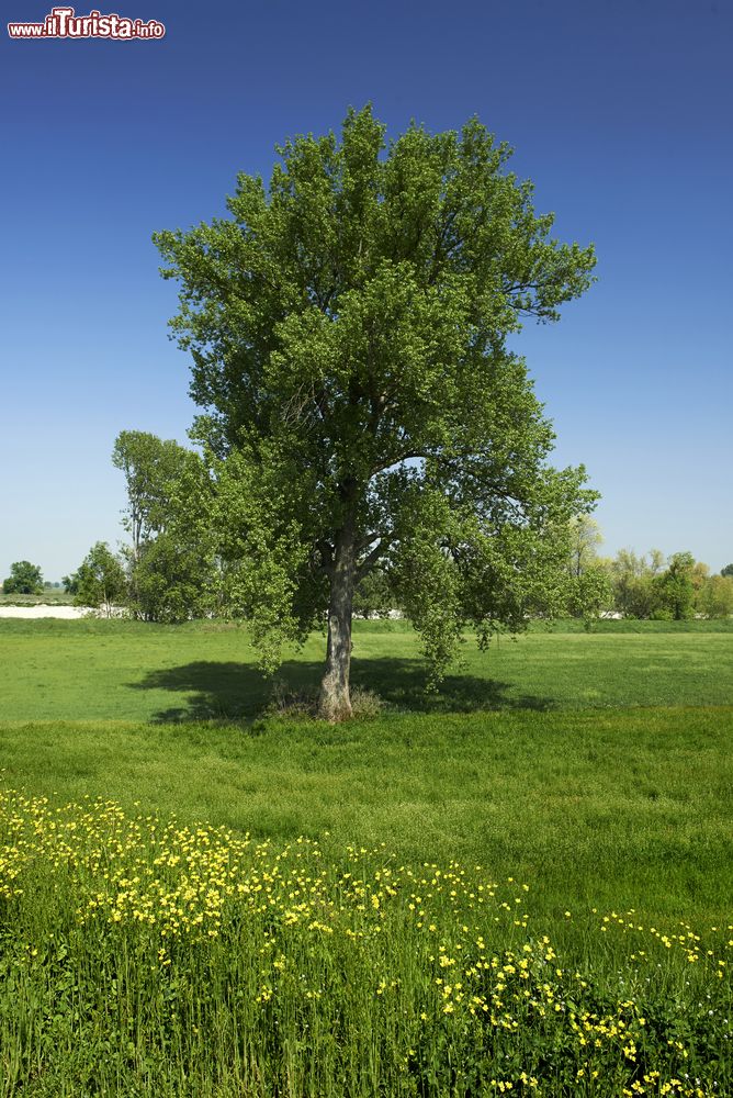 Immagine Un albero solitario nelle campagne intorno a Zibello vicino al fiume Po
