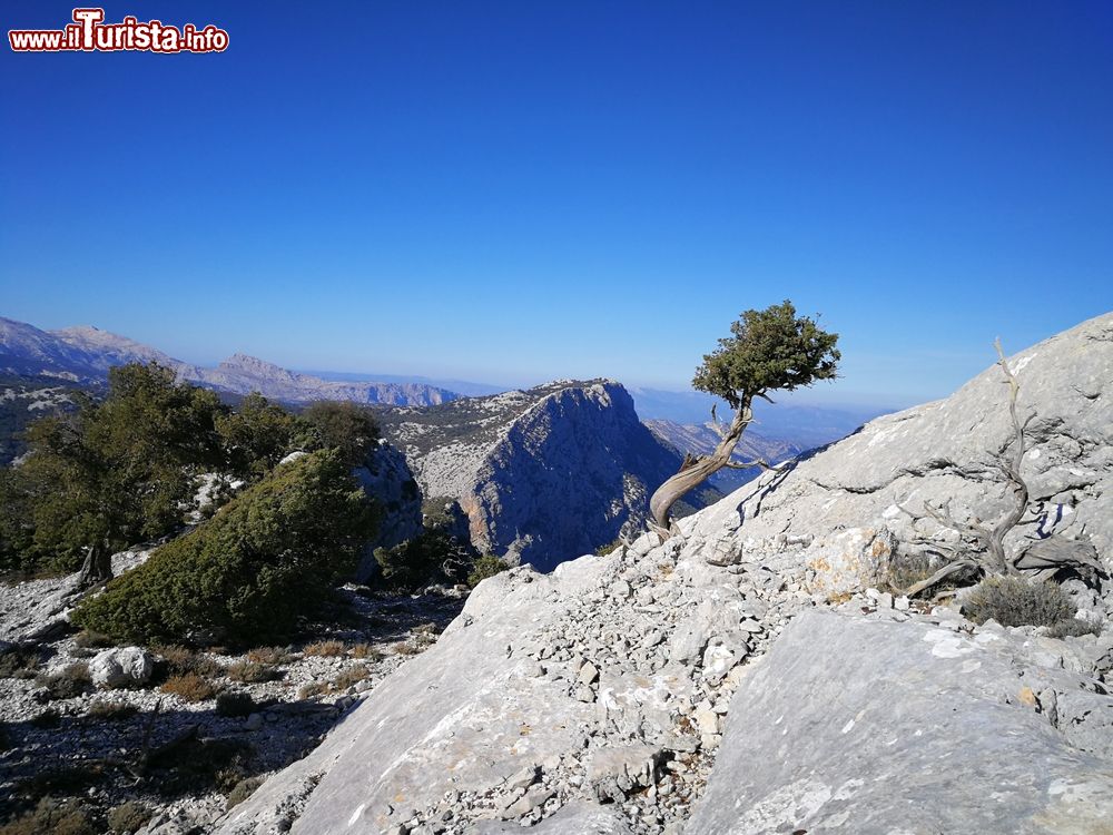 Immagine Un albero sulle rocce calcaree del Supramonte nella regione di Dorgali
