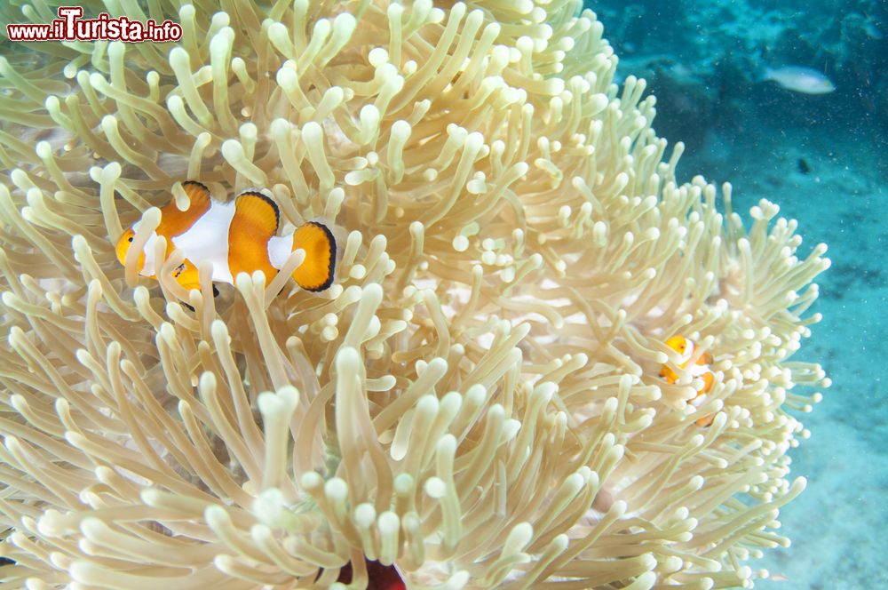 Immagine Un anemone di mare a Coron, isola di Palawan, Filippine. Queste acque sono perfette per gli appassionati di snorkeling.