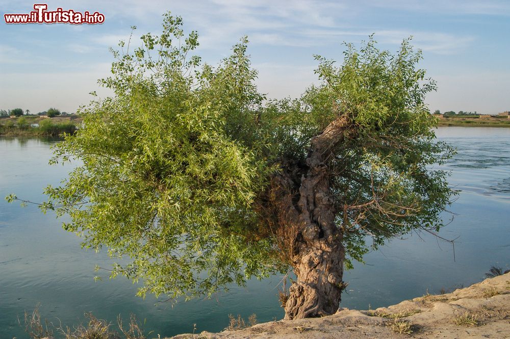 Immagine Un antico albero sulle sponde dell'Eufrate a Dura-Europos, Siria. Questo fiume, il più lungo dell'Asia occidentale, svolge un ruolo di fondamentale importanza per i territori che attraversa: nei periodi di piena inonda infatti le terre circonstanti fertilizzandole e fornendo l'acqua per l'irrigazione.