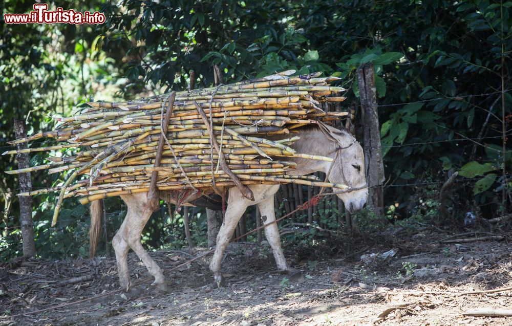 Immagine Un asino trasporta canna da zucchero vicino alla città di Piura, nel nord del Perù. Per uscire da un'economia e da un'agricoltura di sussistenza, i contadini del nord Perù stanno coltivando la terra con tecniche biologiche e con un commercio equosolidale. I principali prodotti sono lo zucchero di canna, il cacao e il caffé.